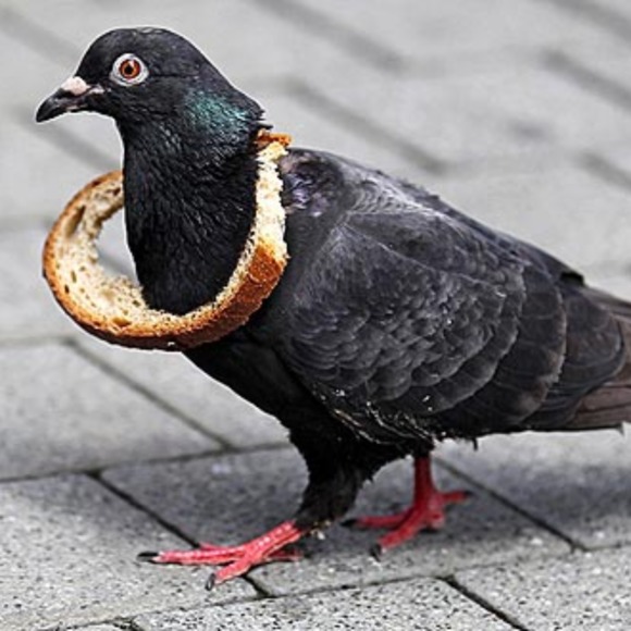 chojangles